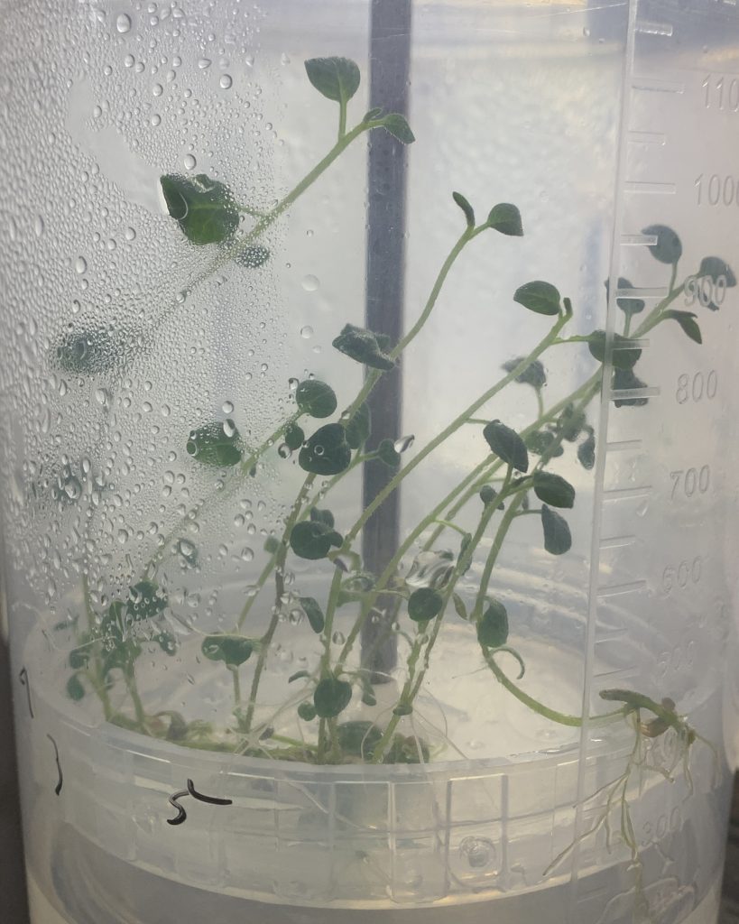 Planlet dalam bioreaktor TIS